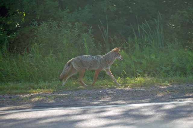 A coyote